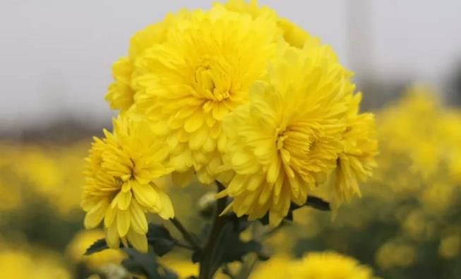 千畝云臺冰菊盛開(kāi)，誠邀您蒞臨免費參觀(guān)！