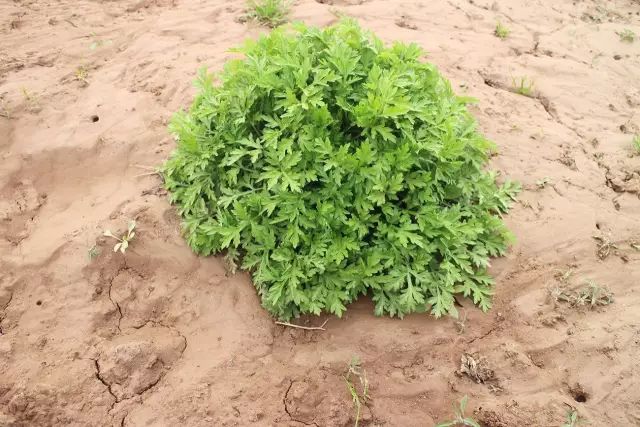 云臺冰菊生長(cháng)過(guò)程之—初始篇