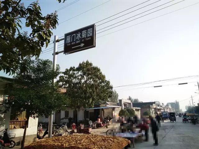 如何找到云臺冰菊？怎樣找到云臺冰菊？