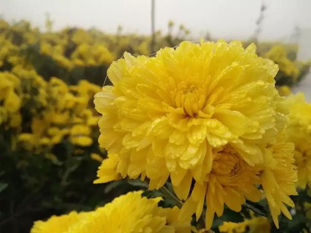 云臺冰菊在冰雪中盛開(kāi)